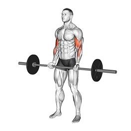 Barbell Curl