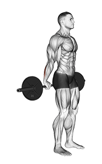 Barbell Standing Back Wrist Curl