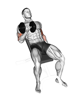Dumbbell Incline Curl