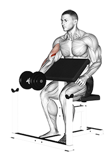 Dumbbell Preacher Curl