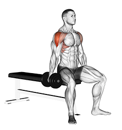 Dumbbell Seated Lateral Raise