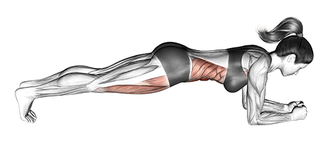 Front Plank