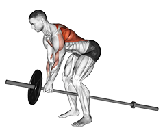 Lever Bent over Row