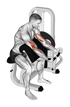 Lever Preacher Curl