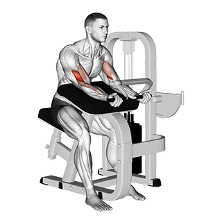 Lever Preacher Curl