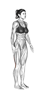 Standing Hamstring Stretch