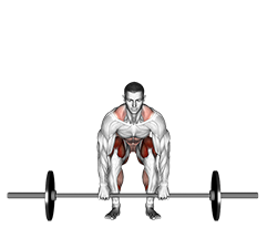 Barbell Deadlift front view