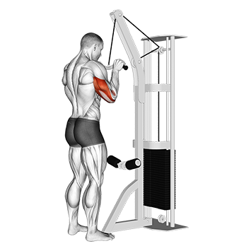 Cable Tricep Pushdown
