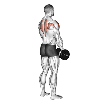Band Upright Row Guide: Muscles Worked, How-To, Benefits, and