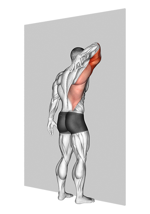 Triceps Stretch, Exercise Videos & Guides