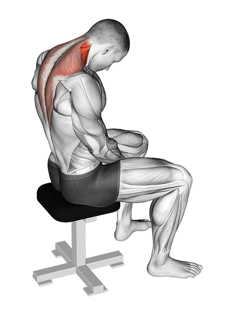 Seated Neck Flexion Stretch Exercise For Older Adults — More Life Health -  Seniors Health & Fitness