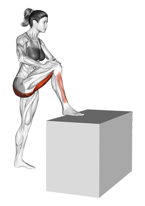 Hamstring Stretch  Illustrated Exercise Guide