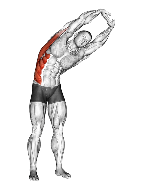Standing Lateral Side Stretch