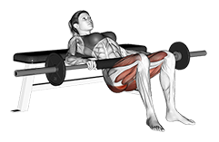 Barbell Hip Thrust