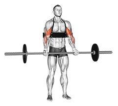 Barbell Biceps Curl - Video Guide