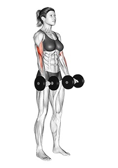 Dumbbell Biceps Curl