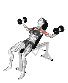 Incline Chest Fly Muscles Worked