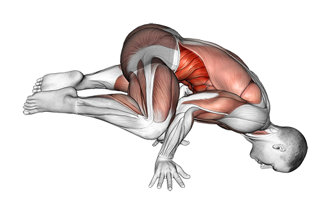 Frog planche