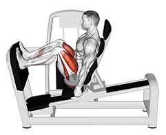 https://apilyfta.com/static/GymvisualPNG/33851101-Lever-Seated-Leg-Press-(VERSION-2)_Thighs_small.png