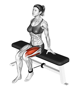 Band Seated Leg Extension: A Comprehensive Exercise Guide
