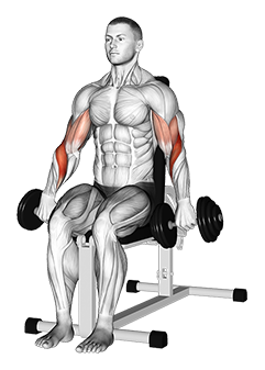 Dumbbell Seated Reverse Grip Biceps Curl - Video Guide