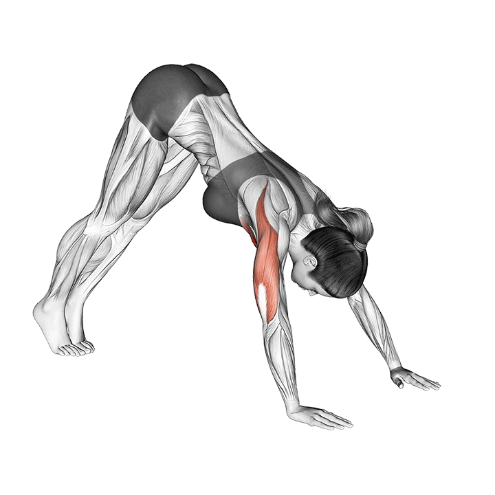 Pike Push-up - Video Guide