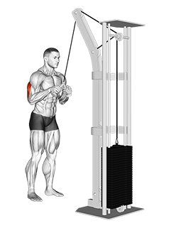 Cable V Bar Triceps Pushdown 