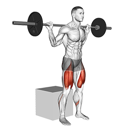 Barbell Box Squat