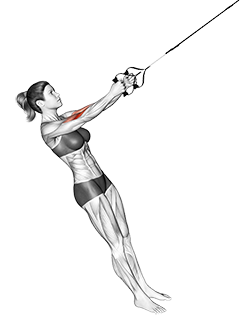 Suspension Hammer Curl (female)