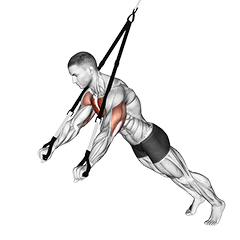 Suspension Chest Press