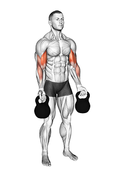 Kettlebell Biceps Curl