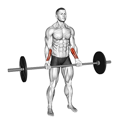 نمایش حرکت مچ‌جمع ایستاده با هالتر