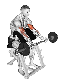 EZ Barbell Preacher Curl