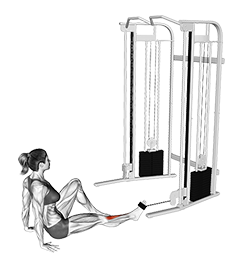 Seated Tibialis Anterior Press (female)