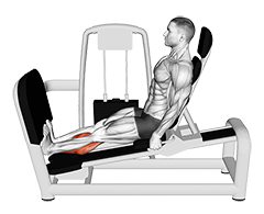 Lever Seated Calf Press (VERSION 2) (male)