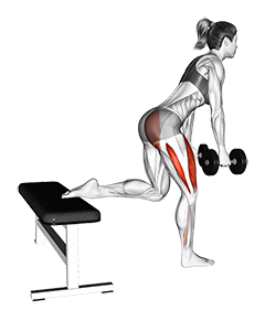 Dumbell Glute Dominant Bulgarian Split Squat (female)